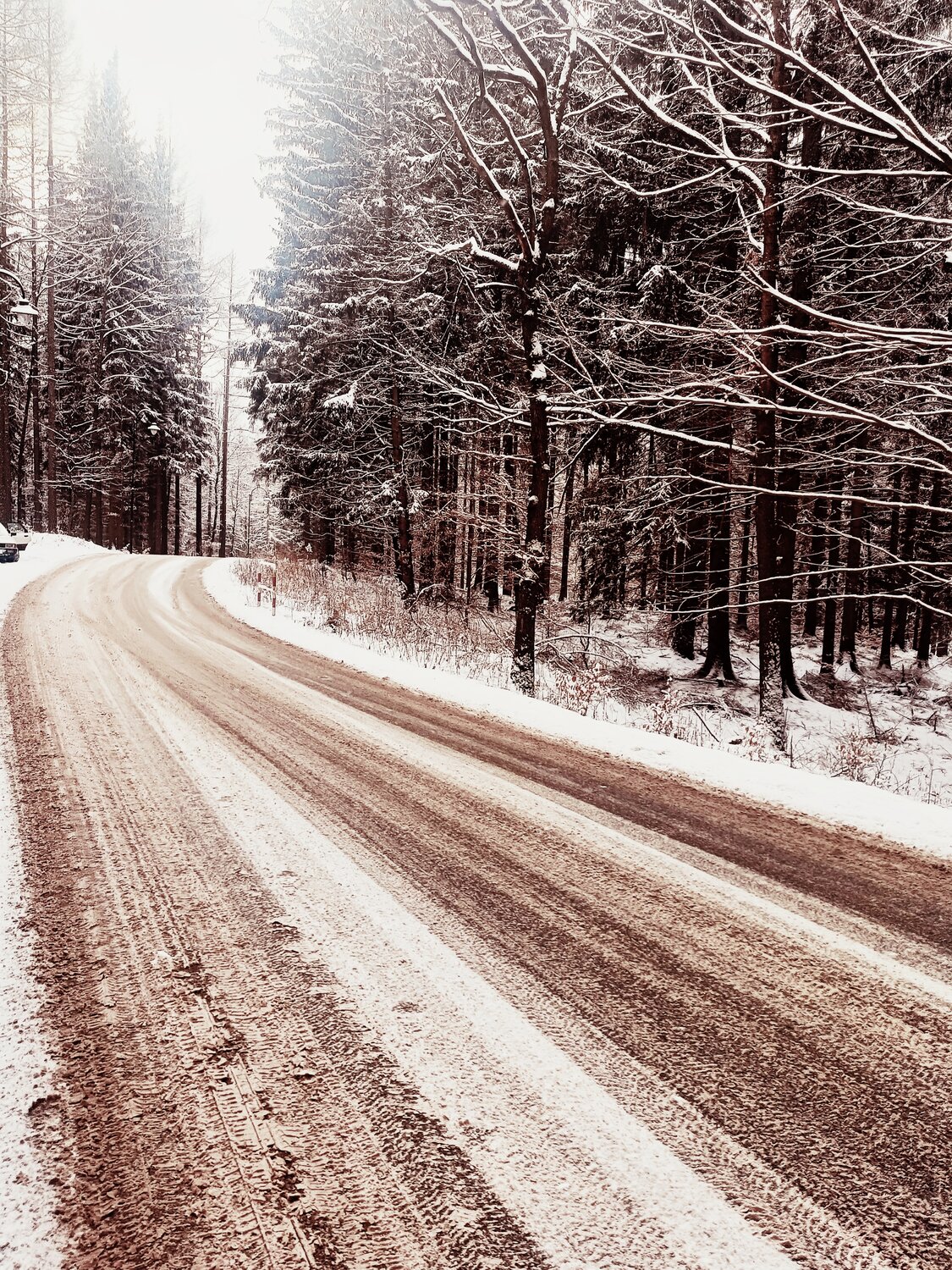 Śnieżny Dzikowiec