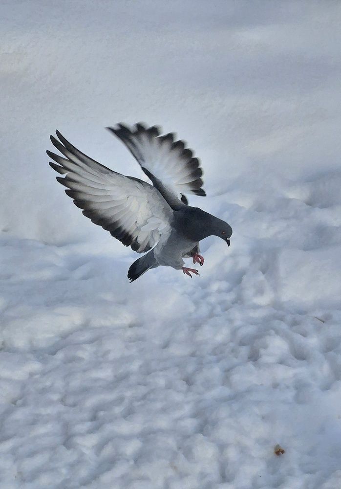 Полет голубя