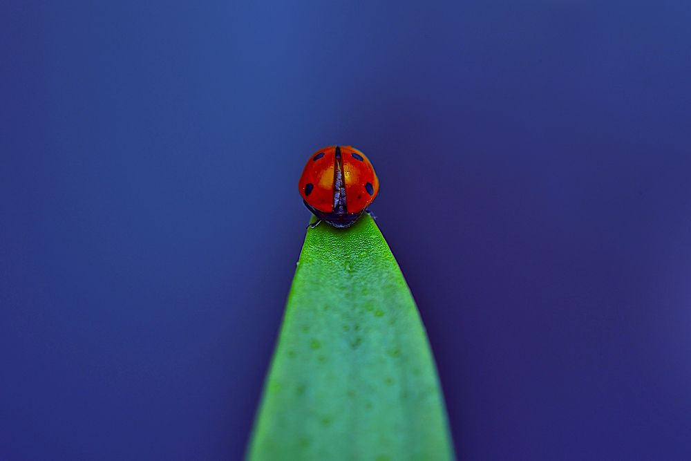 Photograph by Jose Guimaraes