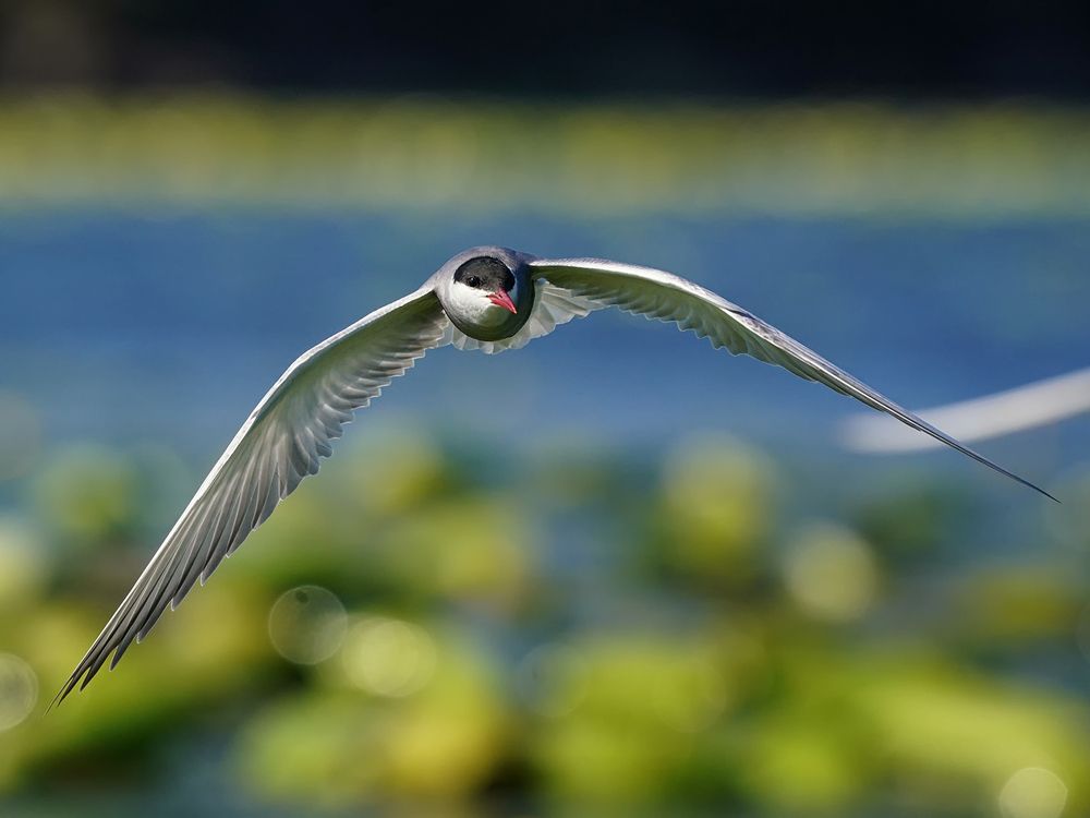 Whiskered tern