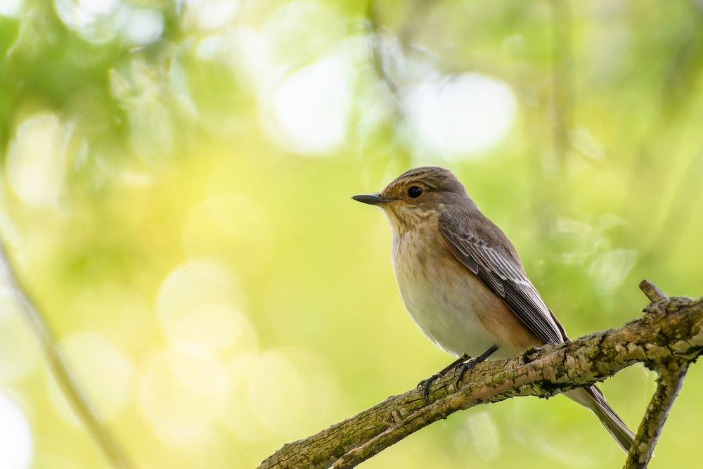 Серая мухоловка