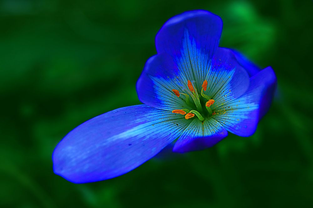 Photograph by Николай Протасеня