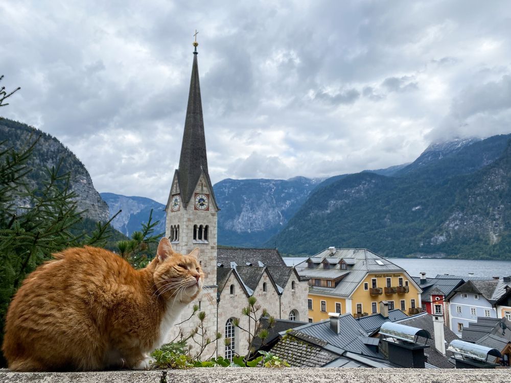 A ginger cat in the Austrian village of Hallstatt