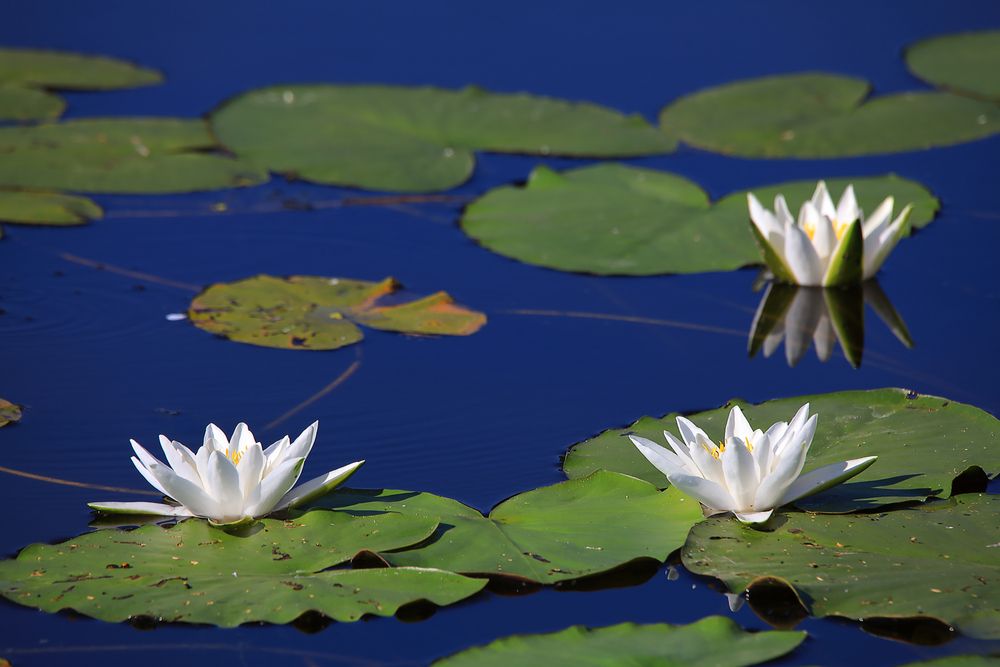 Photograph by Николай Протасеня