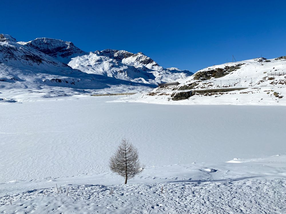 Lonely tree on the shore of White Lake, Swiss Alps