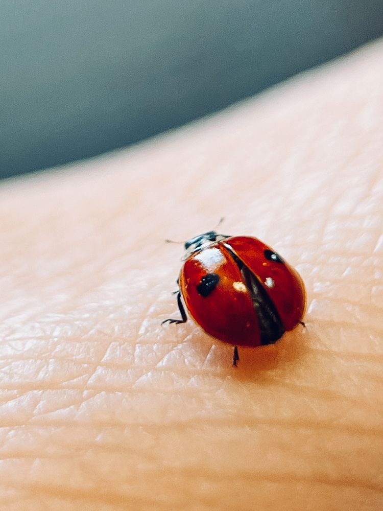 Фотография автора Екатерина Валиуллина