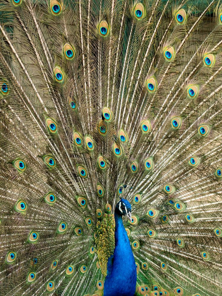 Фотография автора Igor Maksimenko