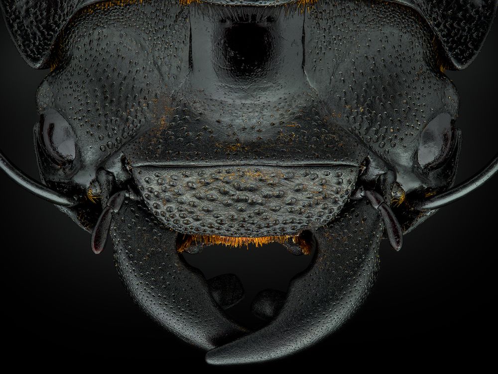 Photograph by Ireneusz Irass Walędzik