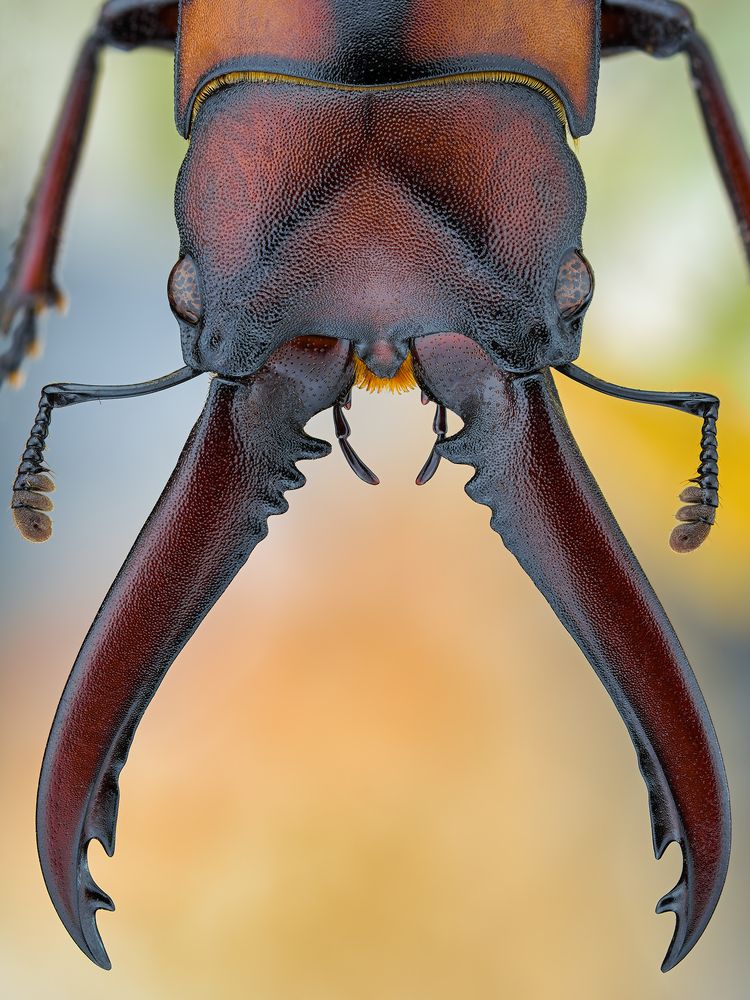 Photograph by Ireneusz Irass Walędzik