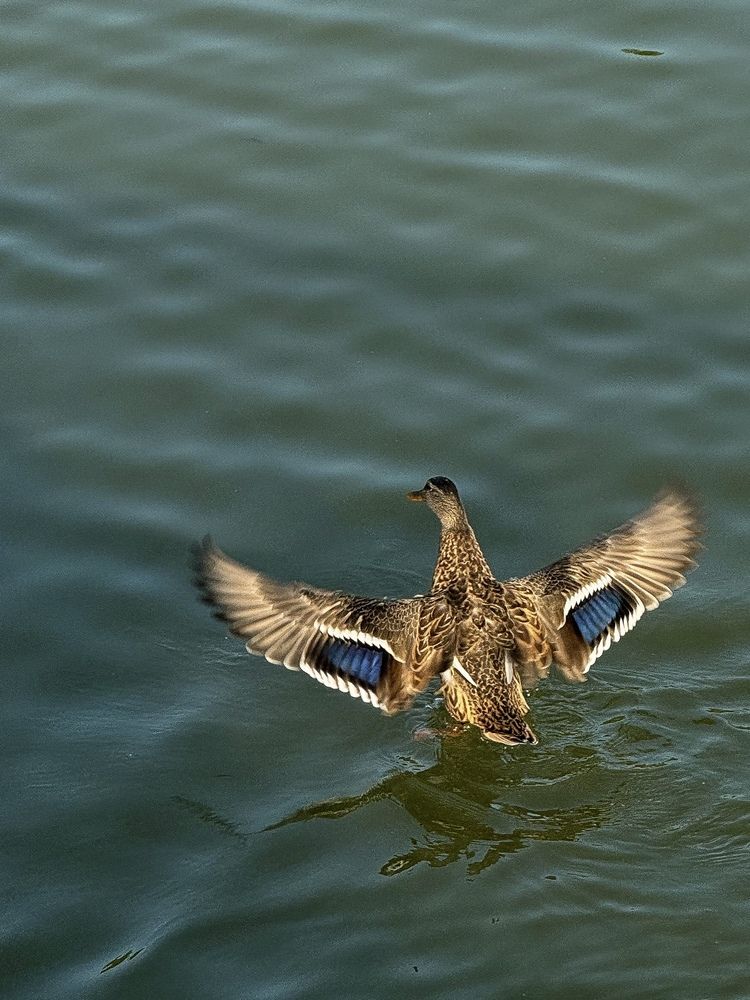 Фотография автора Анна Балабан