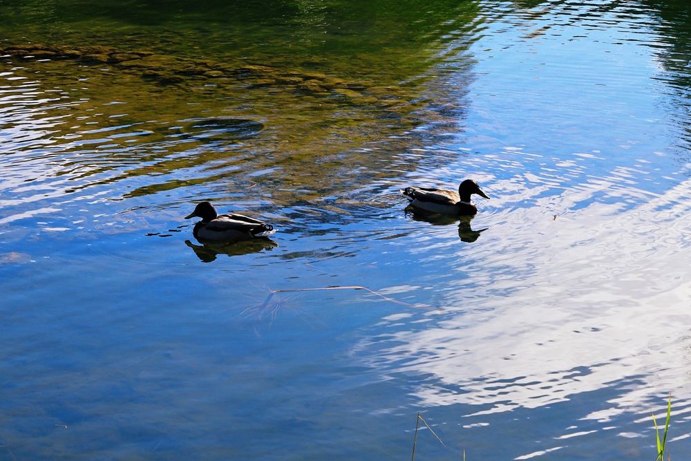 Фотография автора Halyna Khomyk