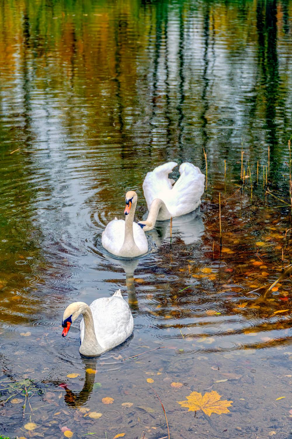 Фотография #13206993