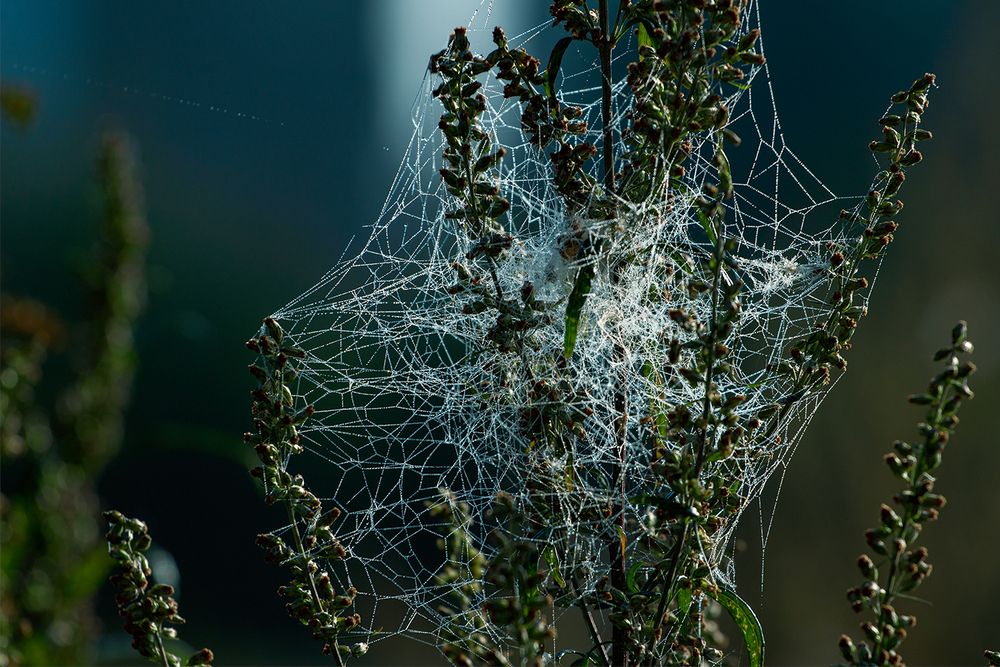 Фотография автора Nadezhda Khrustaleva