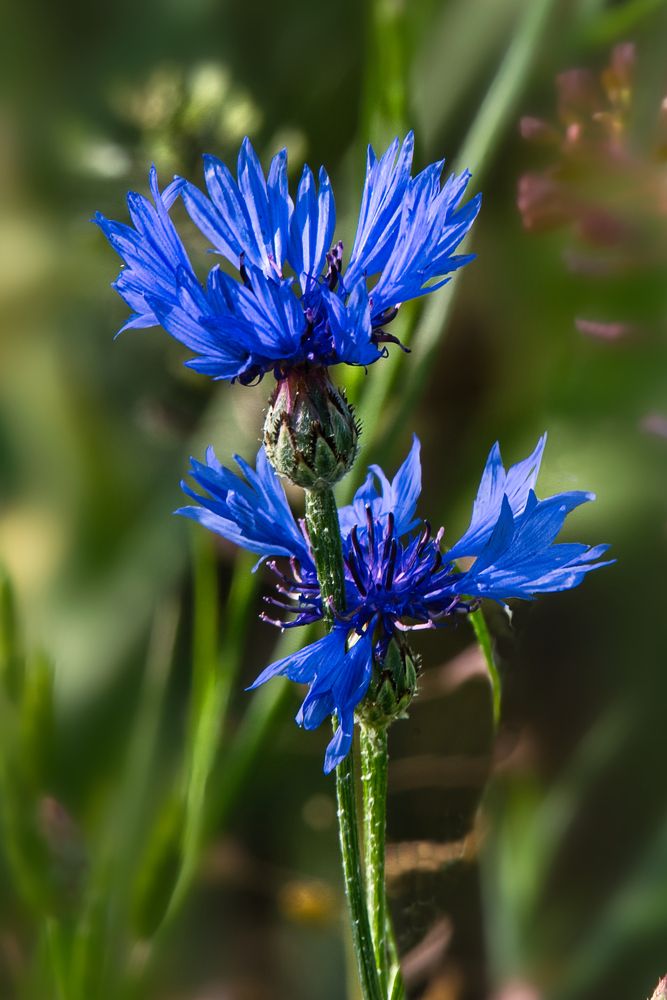 Фотография автора Janis Serdienis