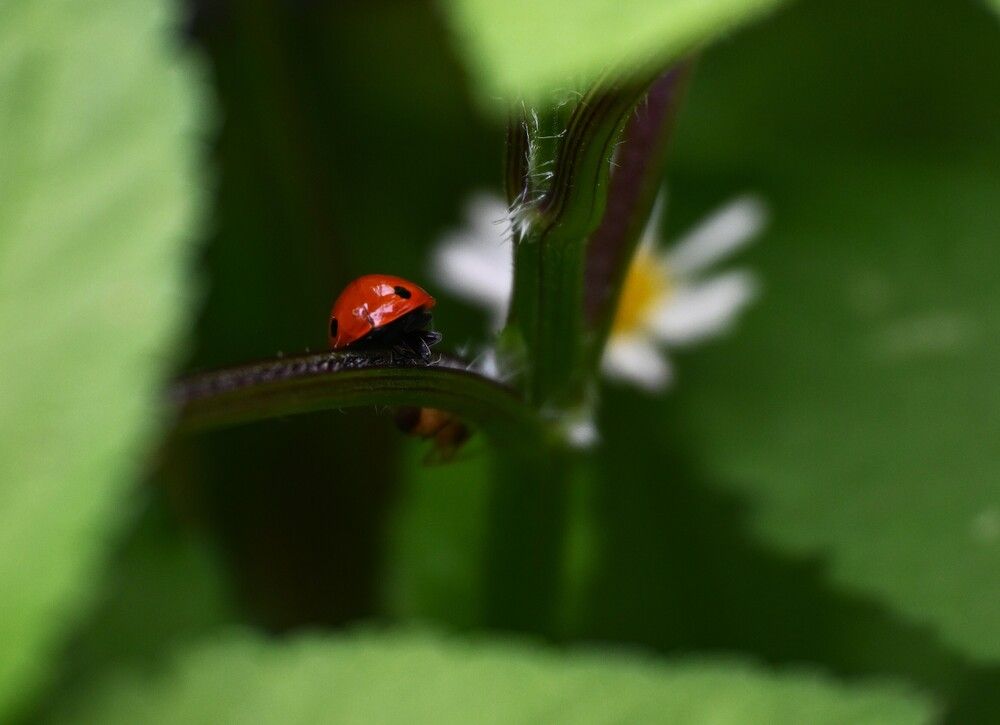 Tiny Jewel of the Greens