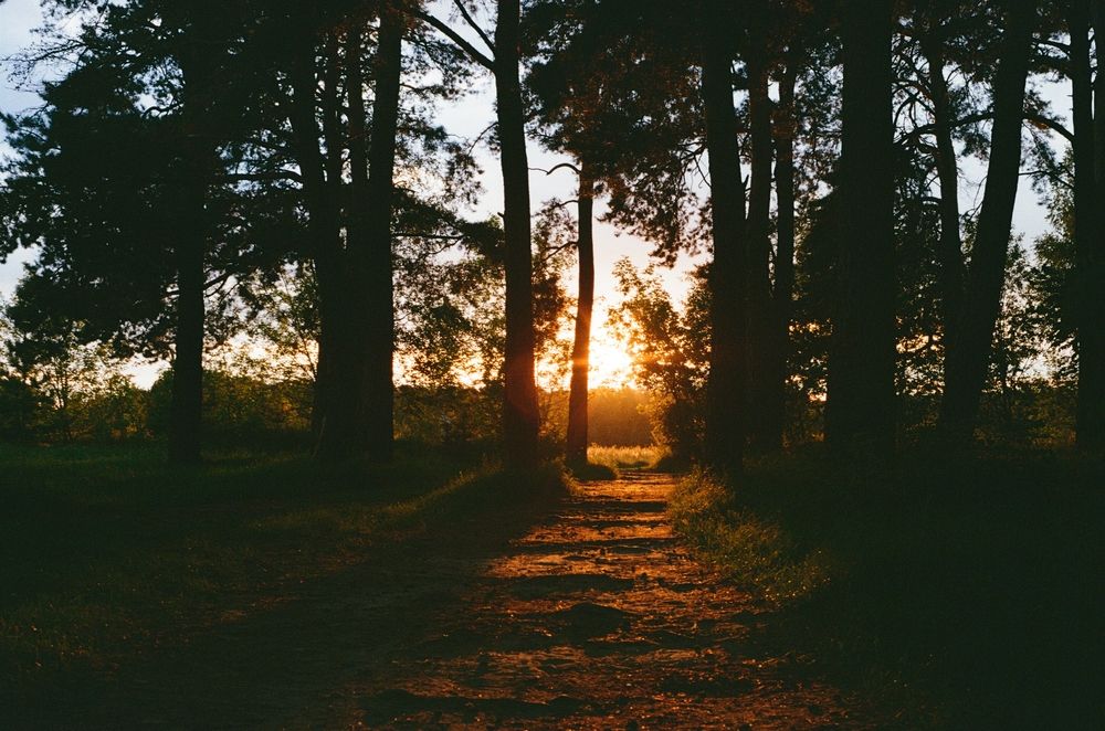 Закат в лесу