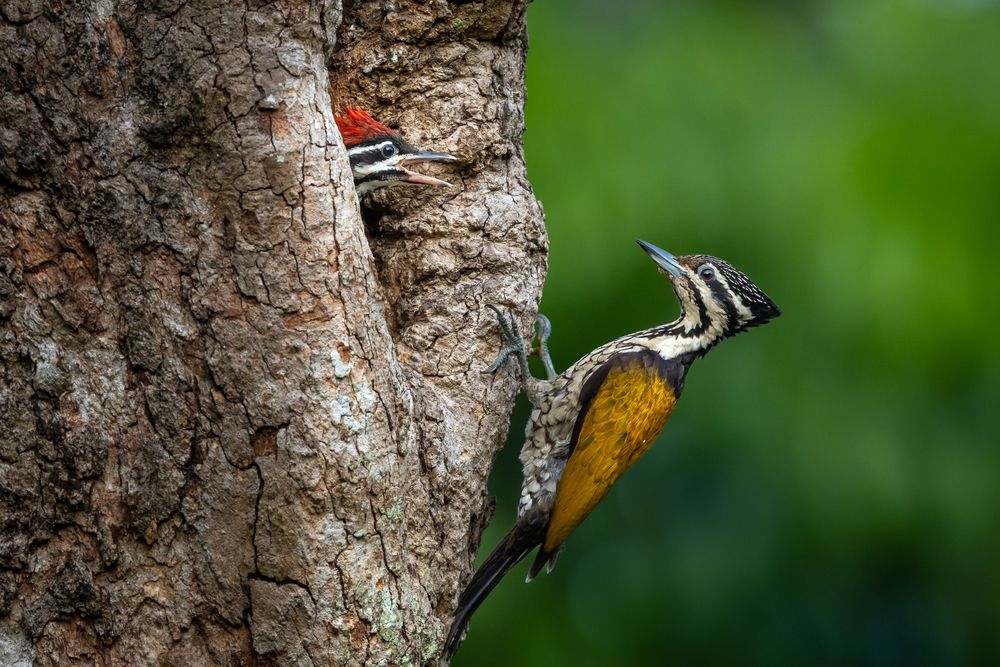 Nestling Bird Watch ( Flame-back Woodpecker )
