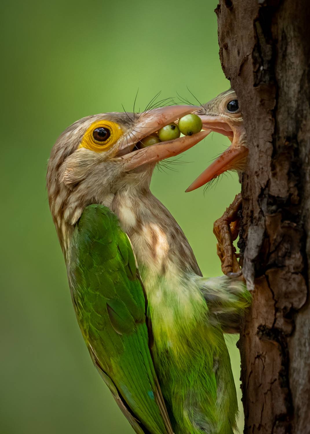 Parental Love for their Baby ( Lineated Barbet )