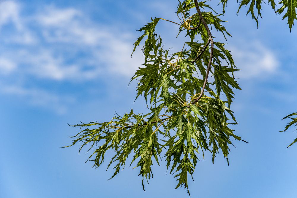 Photograph by Vladimir Tugalev