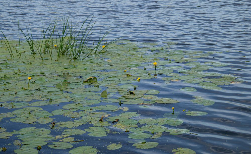 Photograph by Ирина Филиппова