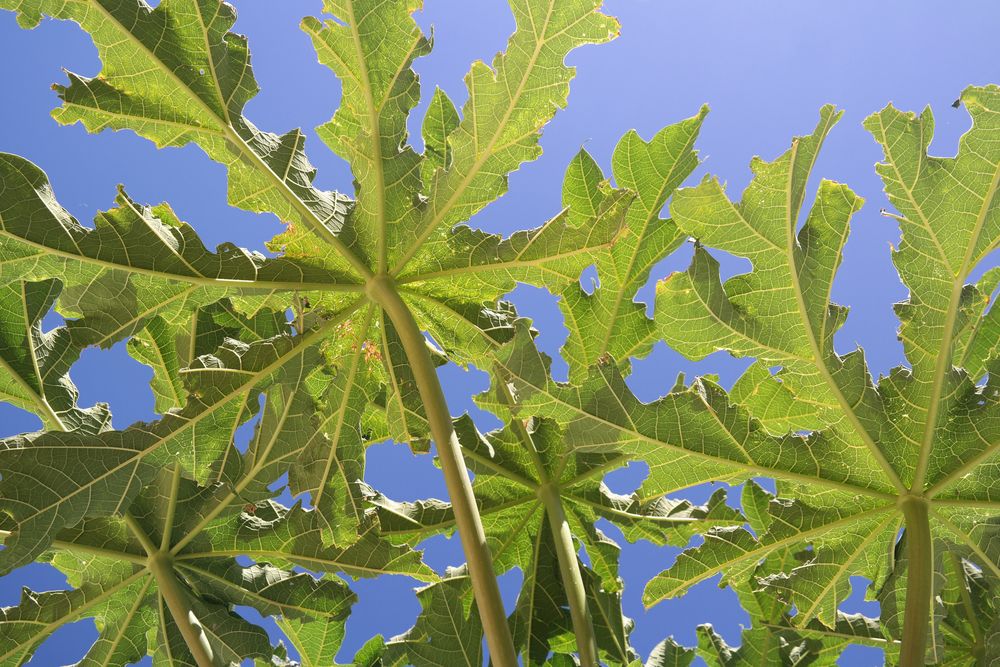 Papaya
