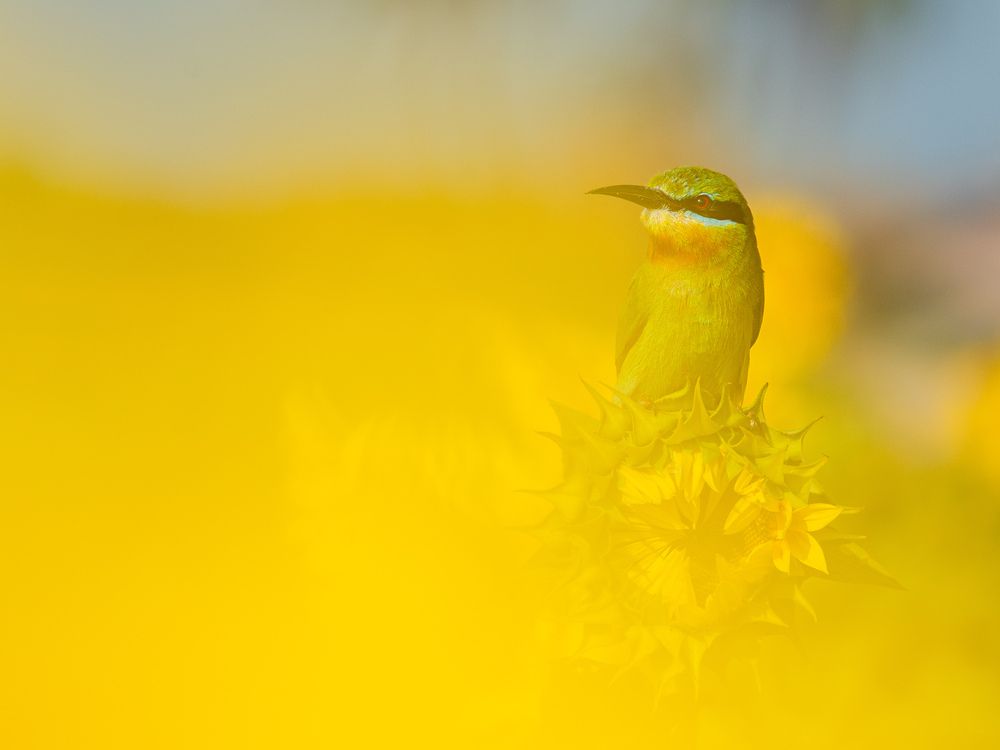 Photograph by Anandhu M