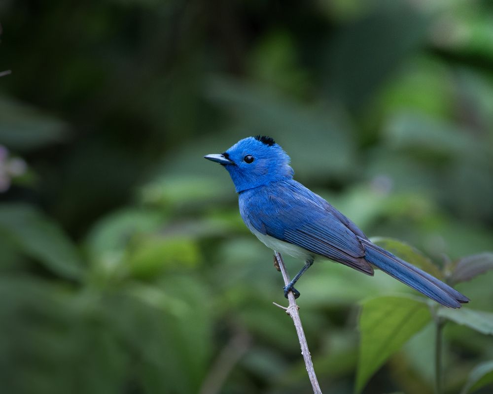 Photograph by Prabhat Ghosh