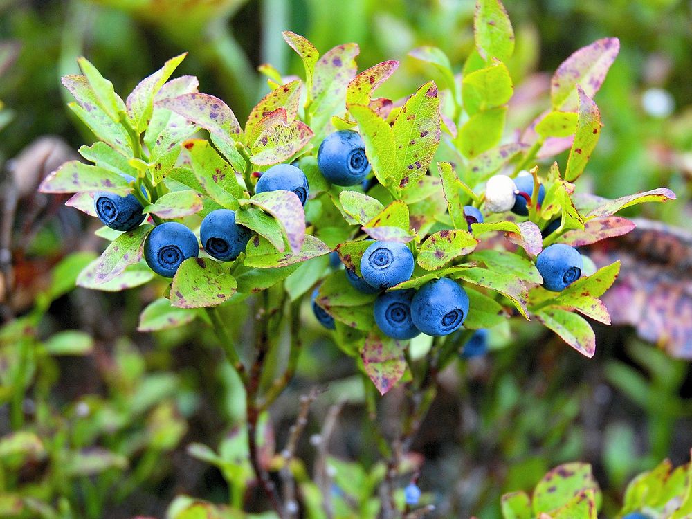 Photograph by Юрий Тимофеев