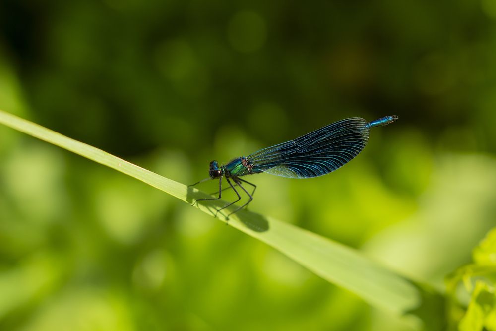 Речной красавец в жаркий июльский день