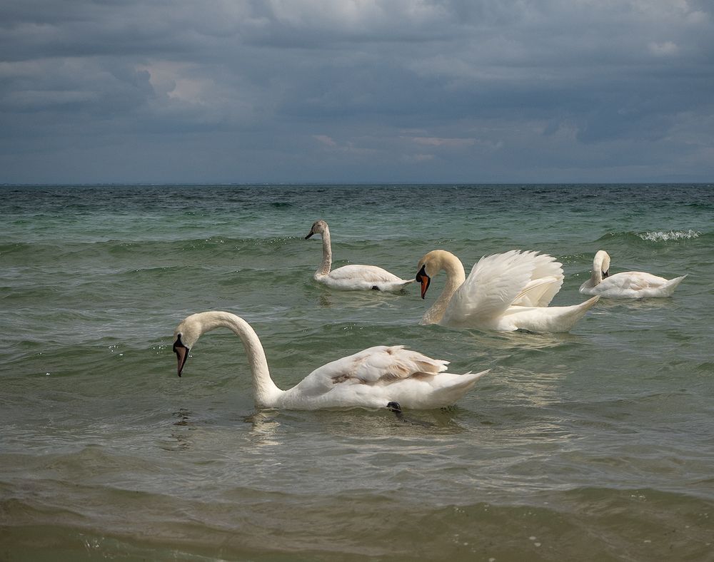 Photograph by Елена Григорович