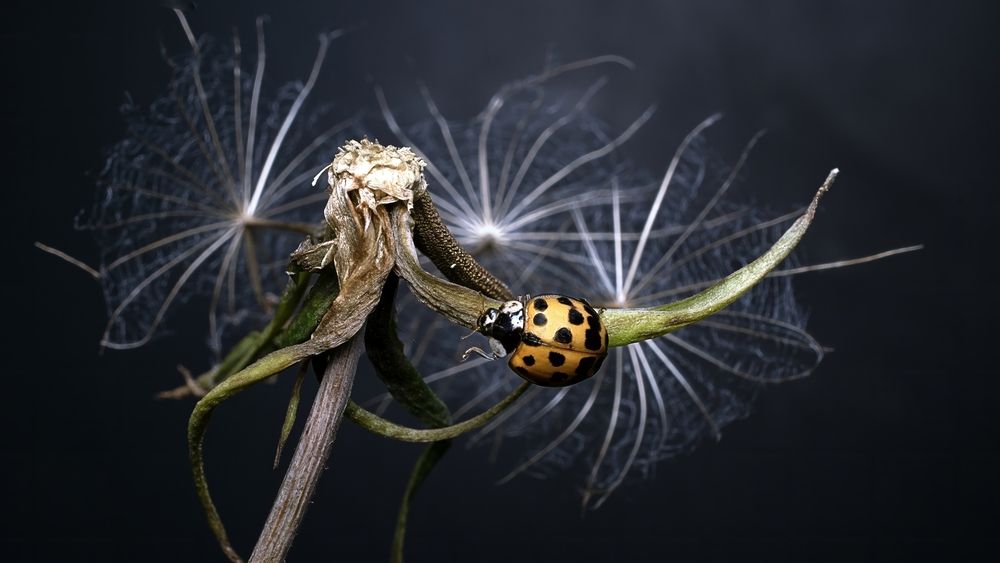 Photograph by Железнова Людмила