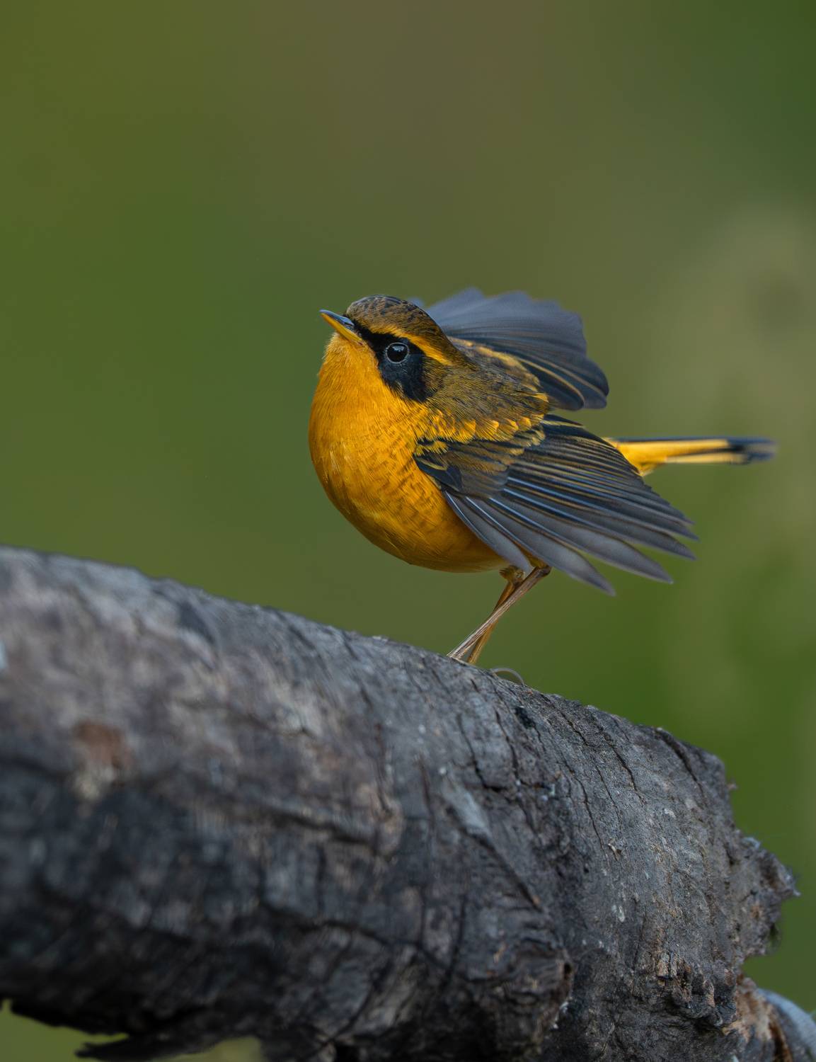 Golden BushRobin