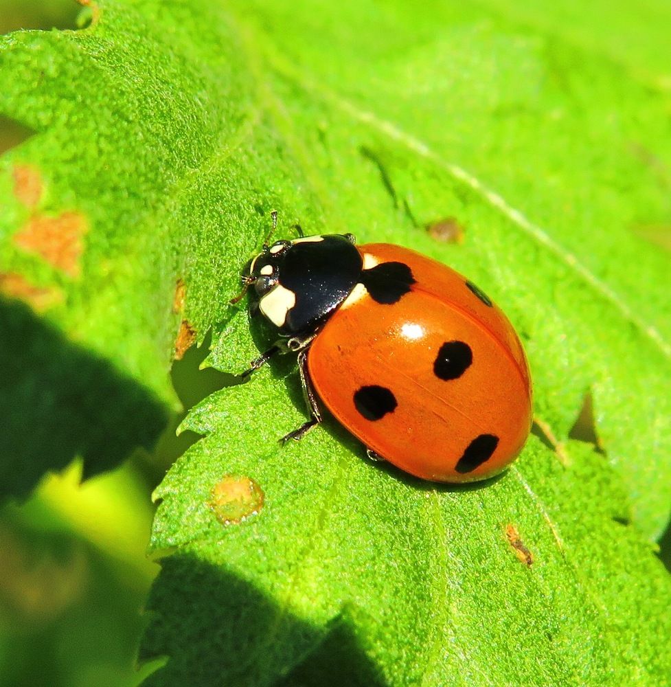 Божья коровка