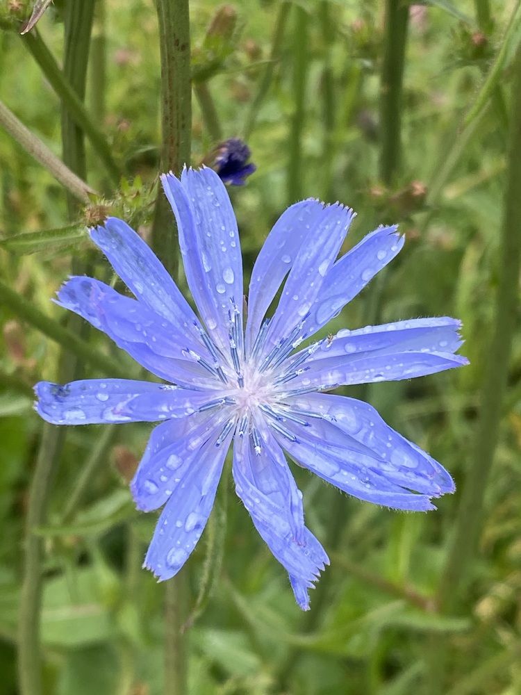 Свежесть дождя