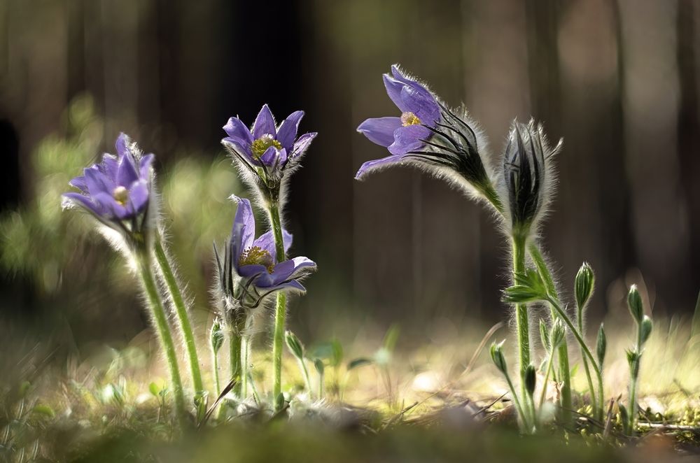 Photograph by Железнова Людмила