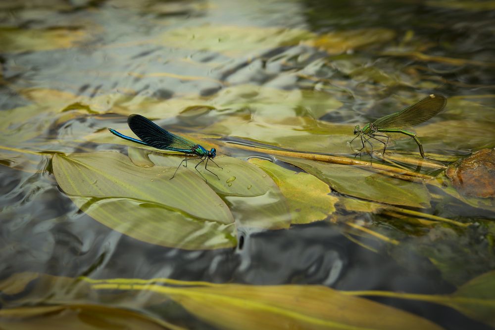 Красавец и красотка. Первая встреча.