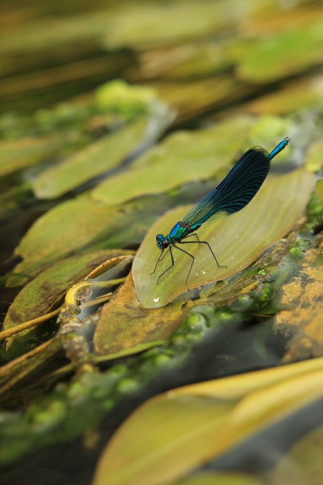 Photograph by Екатерина Великанова