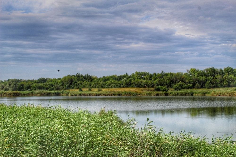 Summer pond.
