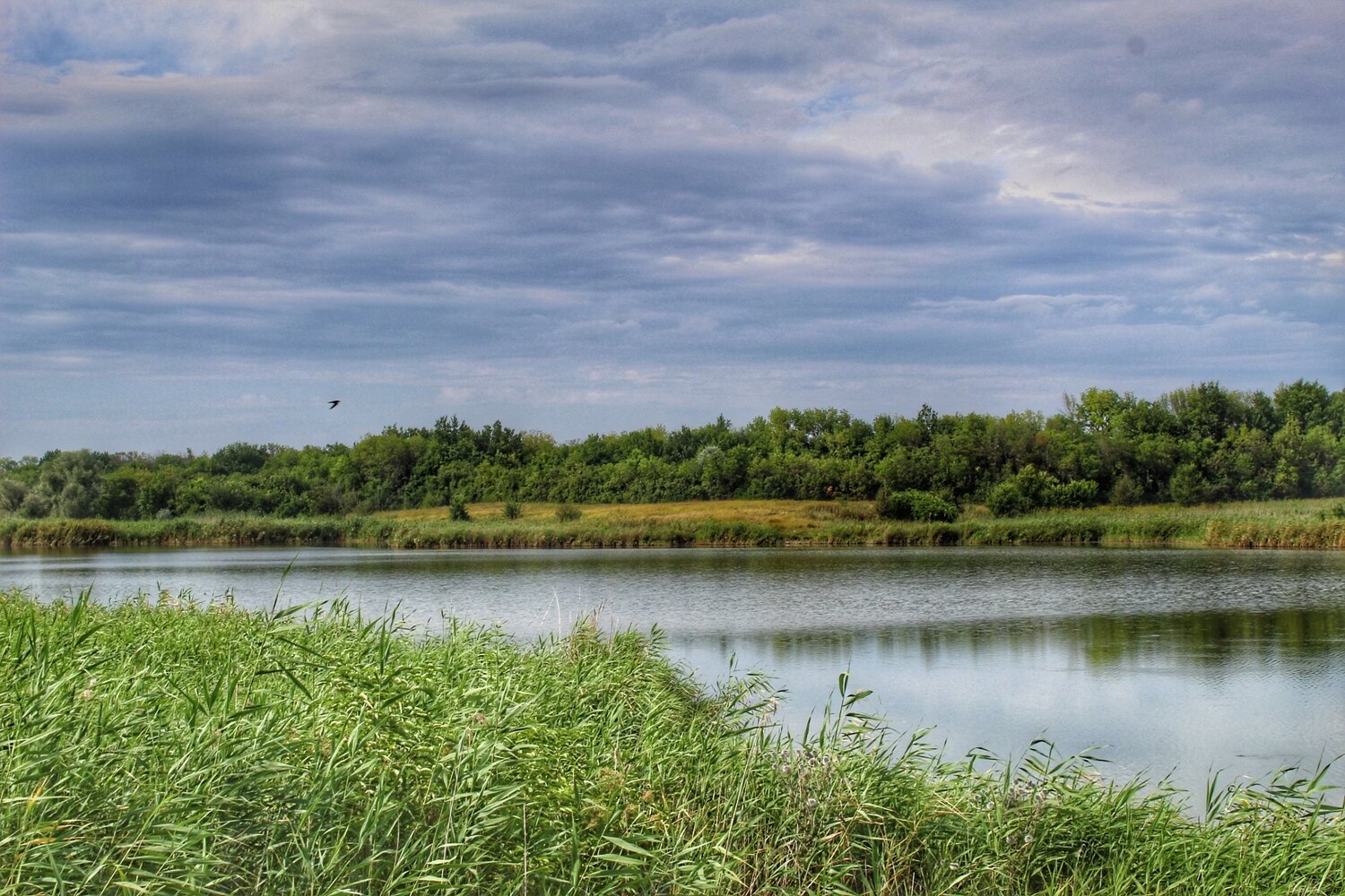 Summer pond.