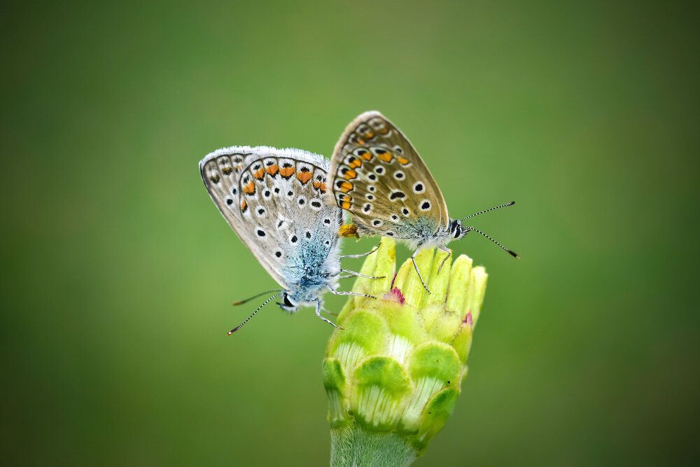 Фотография автора Нели Арнаудова