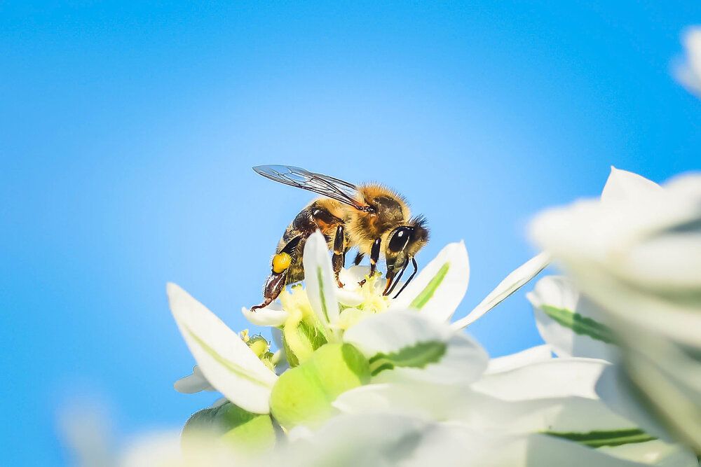 Фотография автора Нели Арнаудова