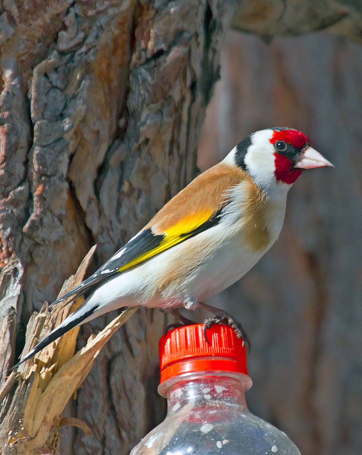 Фотография #13208321