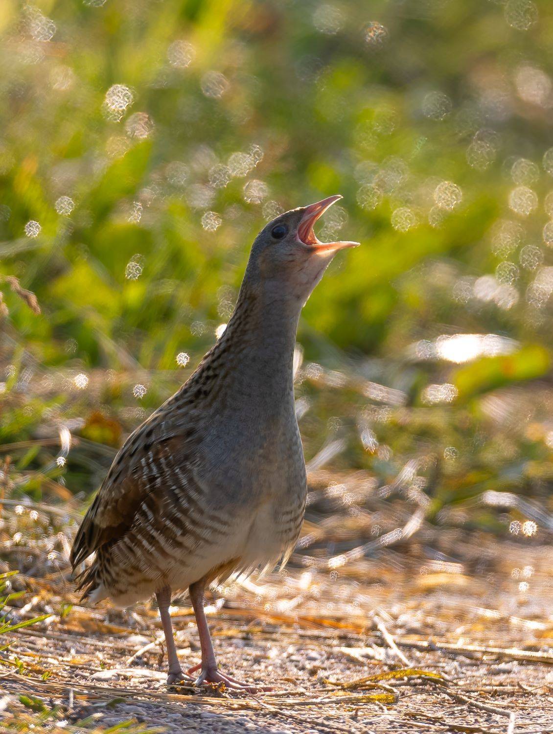 Ловец солнечных бликов.