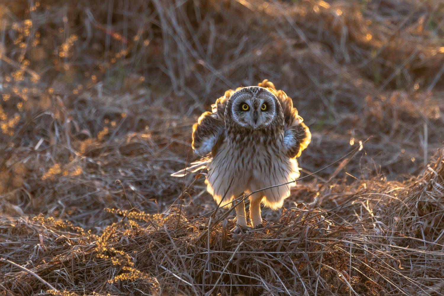 Почти жар-птица.