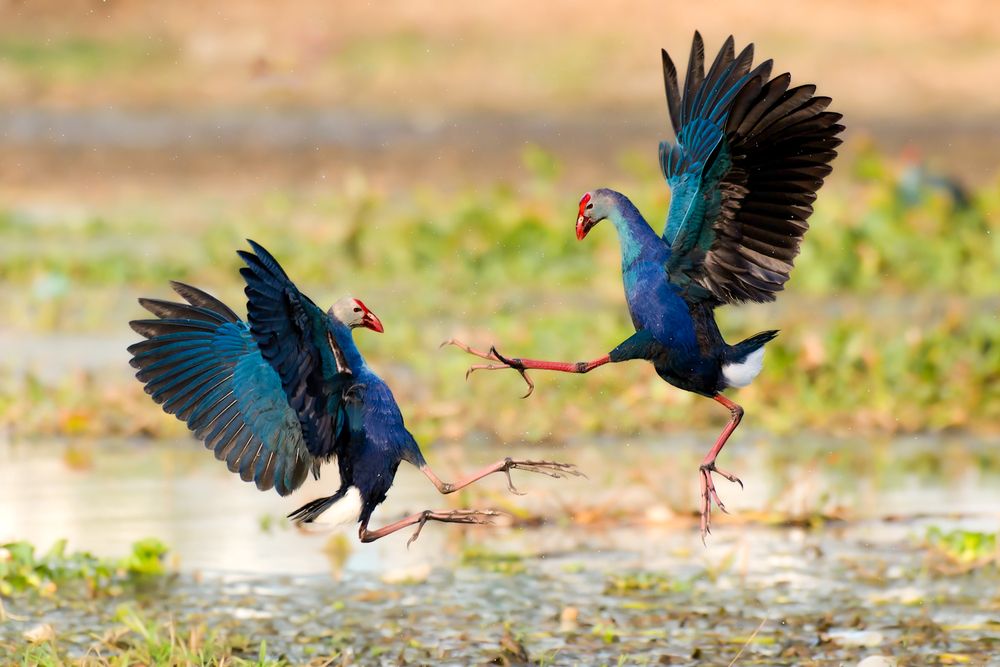 Photograph by Abhishek Pradhan