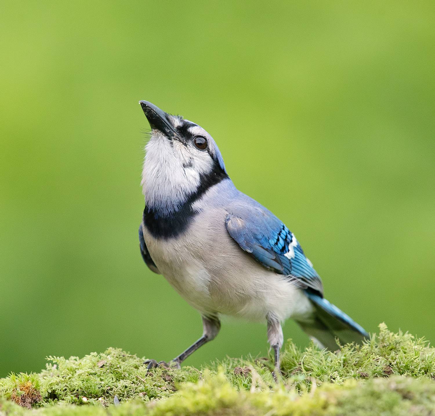 Blue Jay