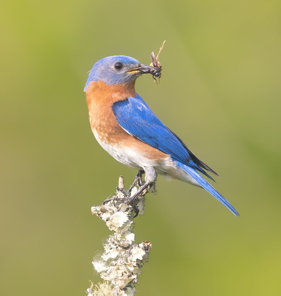 Eastern Bluebird male