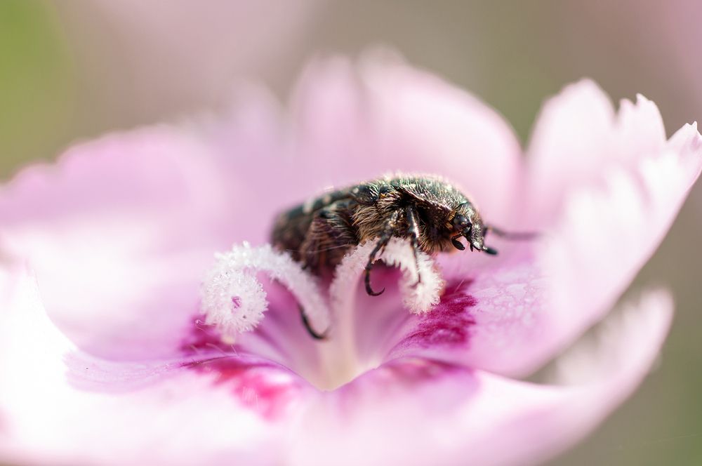 В гостях у Дюймовочки