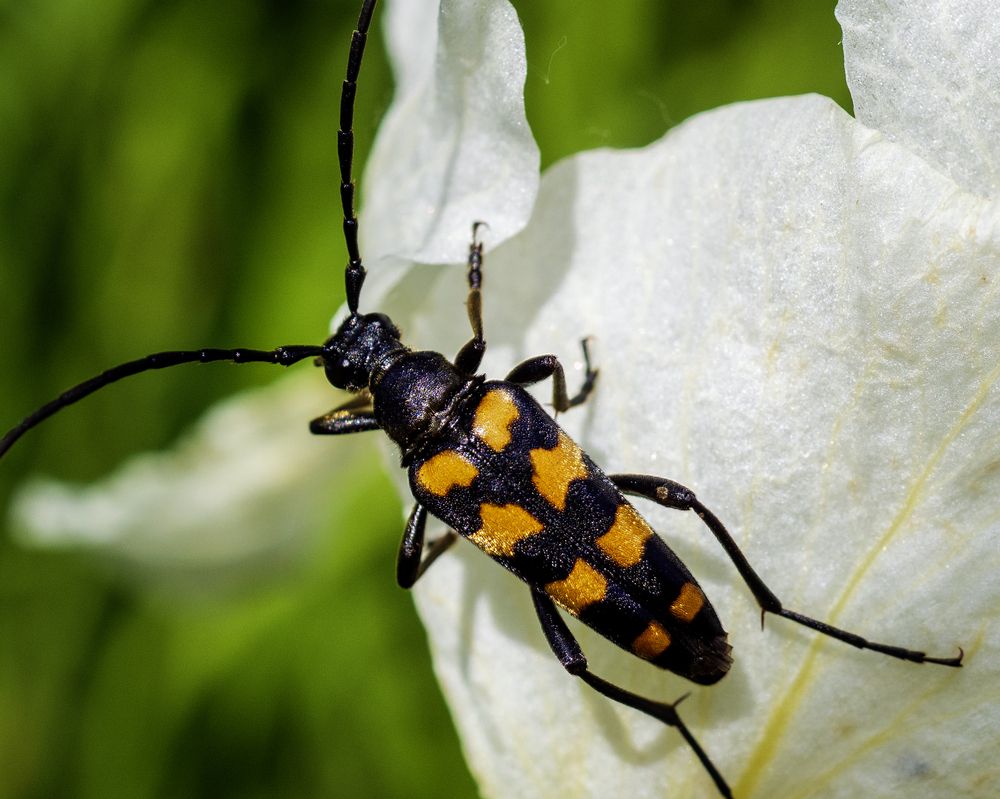 Leptura quadrifasciata