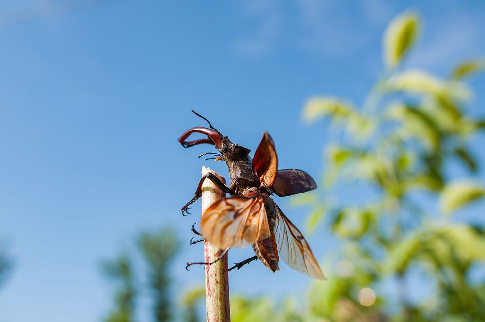 Мне бы в небо